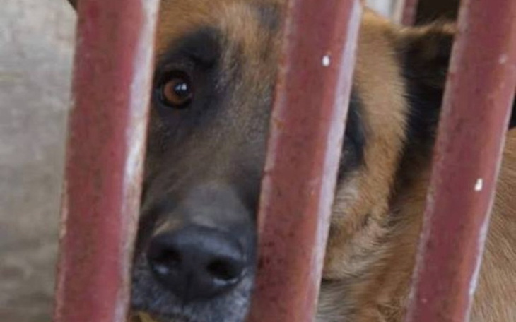 Zbiórka Kojec dla GARTA - zdjęcie główne