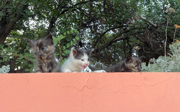 Zbiórka Pets z Kefalonii - zdjęcie główne