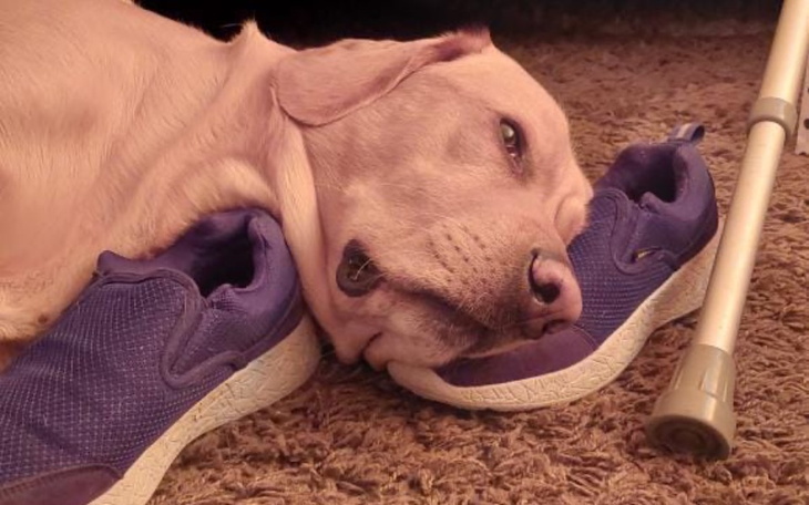 Zbiórka Pomocny Harper potrzebuje pomocy - zdjęcie główne