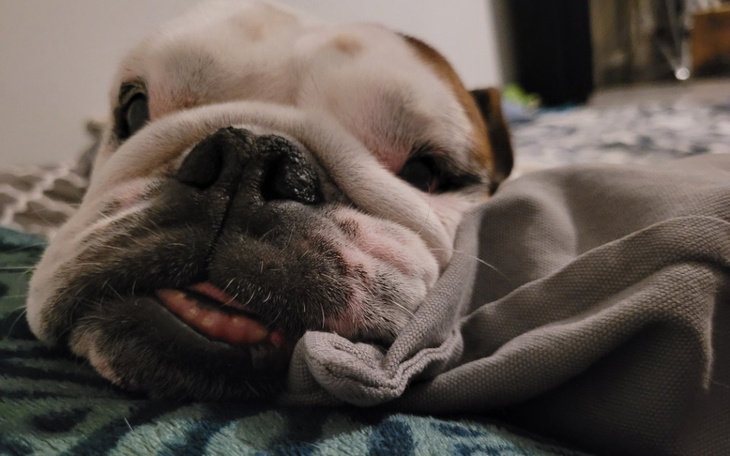 Zbiórka Lara-psia wojowniczka - zdjęcie główne