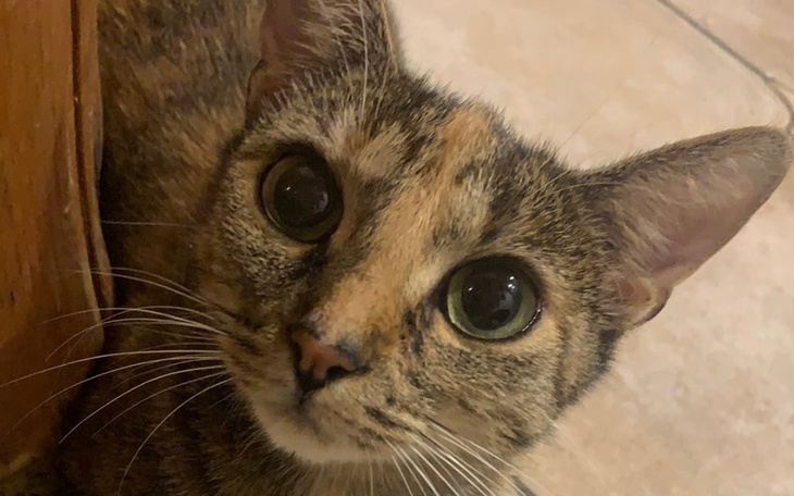 Zbiórka Walczymy o życie kotki - zdjęcie główne