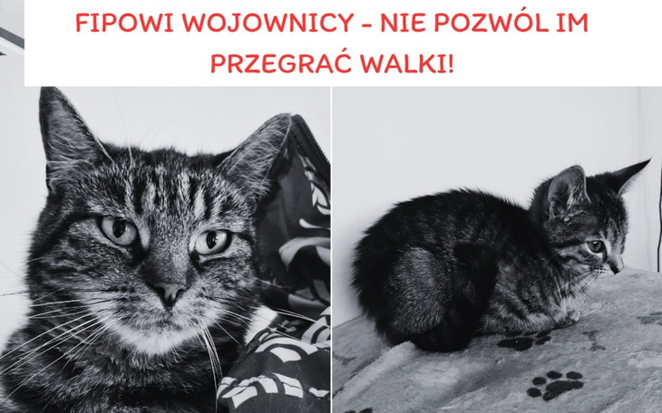Kotek na kolanach, spokojny i zasypiający.