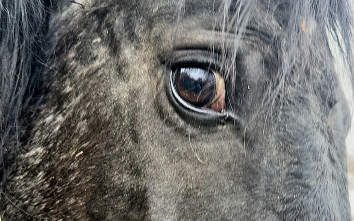 Zbliżenie na oko czarnego konia.