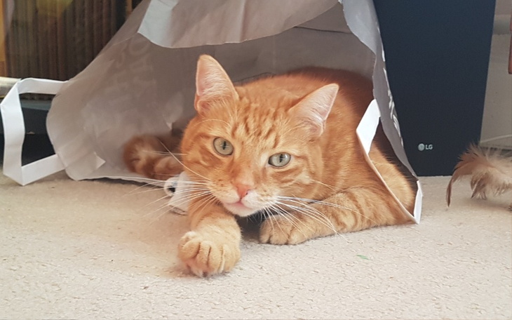 Zbiórka Pomóż Gingerowi pokonać FIP - zdjęcie główne