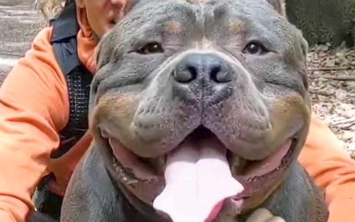 Zbiórka Zerwane wiązadła w dwóch łapach - zdjęcie główne