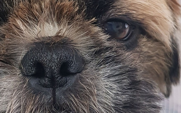 Zbiórka Futrzaki Mamiszona - zdjęcie główne