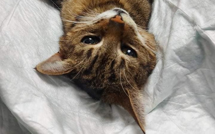 Zbiórka Ratujmy Kajlę - zdjęcie główne