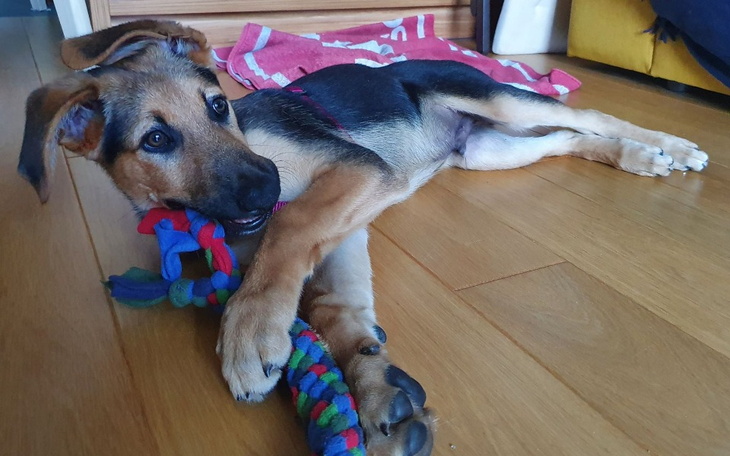 Zbiórka Diagnostyka i leczenie Vasco - zdjęcie główne