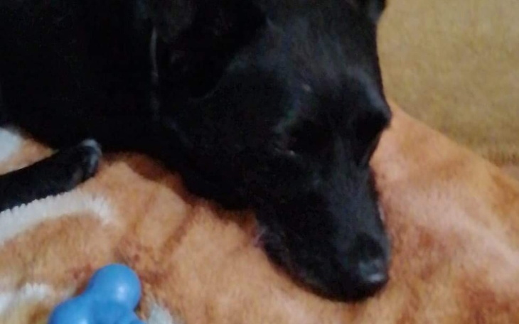 Zbiórka Na zwierzątka w schronisku - zdjęcie główne