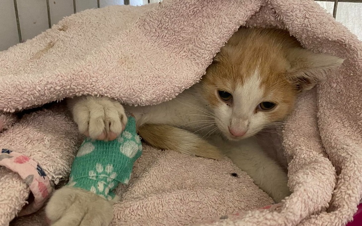 Zbiórka Ratujemy połamanego Lesia - zdjęcie główne