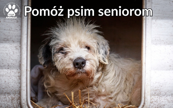 Pies senior w budzie, z prośbą o pomoc.