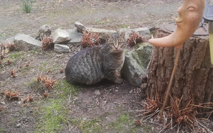 Kot siedzący na trawie, w otoczeniu kamieni i drewnianego pieńka.
