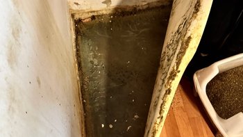 Zbiórka Zalewa nam kociarnię! - miniaturka zdjęcia