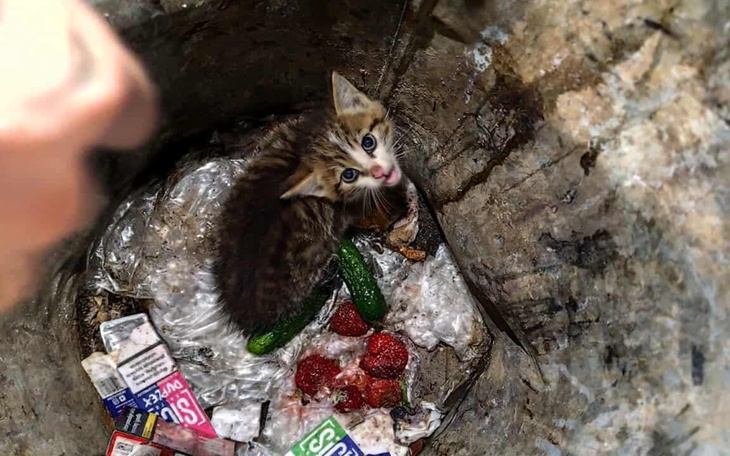 Mały kotek znaleziony w śmieciach, potrzebuje pomocy i nowego domu.