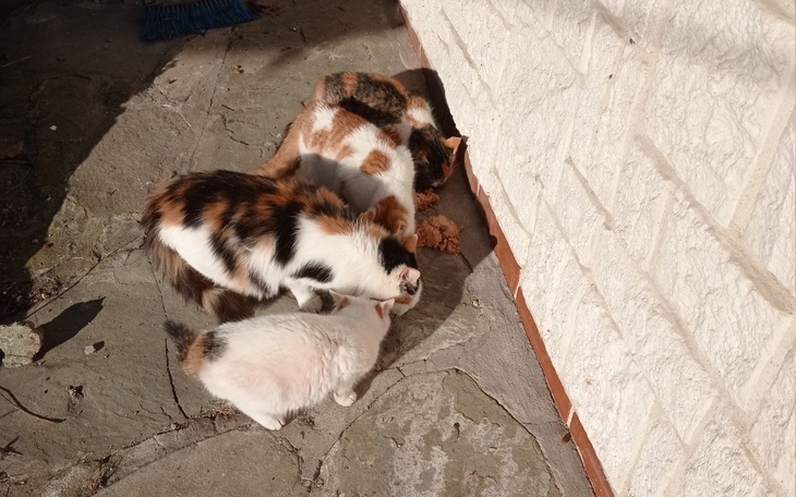 Zbiórka Koty z góry Żar - zdjęcie główne