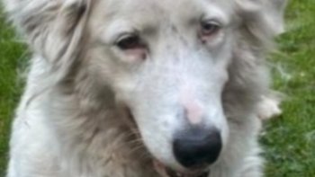 Zbiórka Z Dorą jest bardzo źle😭Samookalecza się co grozi jej życiu💔 - miniaturka zdjęcia