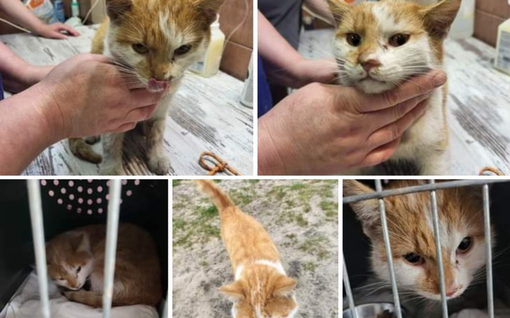 Zbiórka Pomóżmy stowarzyszeniu zwierząt - zdjęcie główne