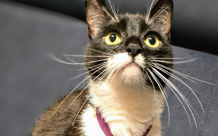 Czarny kot z białymi akcentami, patrzący w górę.