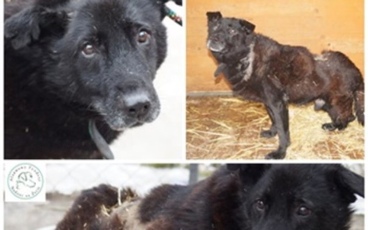 Zbiórka Komu potrzebny pies z guzami? - zdjęcie główne