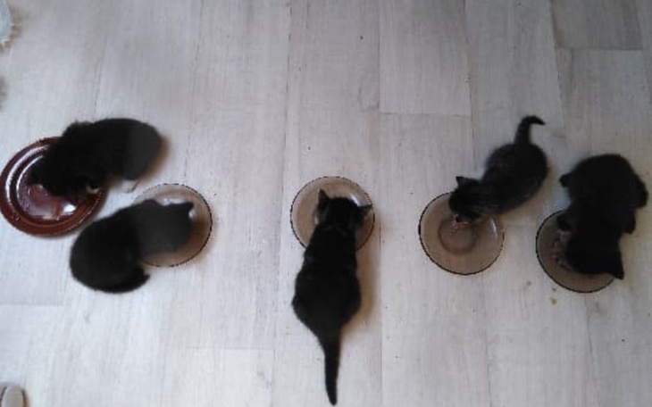 Zbiórka Kotki wyrzucone na śmietnik - zdjęcie główne