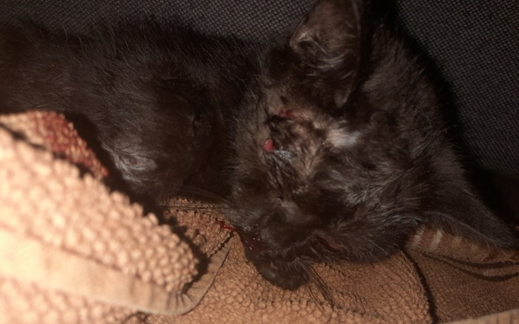 Zbiórka Zbiórka dla małego chorego kotka - zdjęcie główne