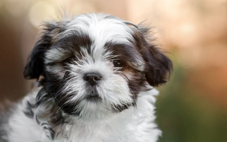 Zbiórka Wymarzony piesek dla babci - zdjęcie główne