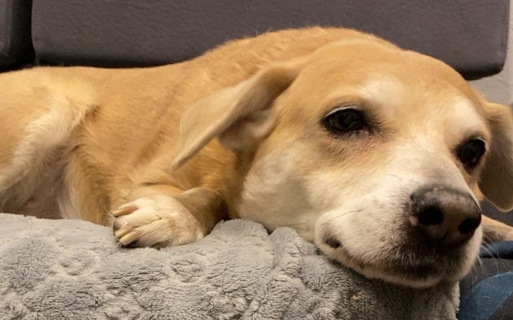 Pies leżący na poduszce, wygląda na zrelaksowanego.