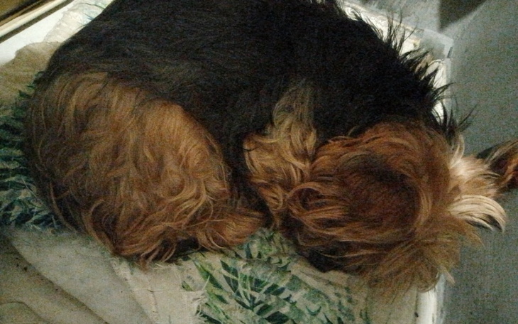 Zbiórka Operacja przepukliny suczki - zdjęcie główne