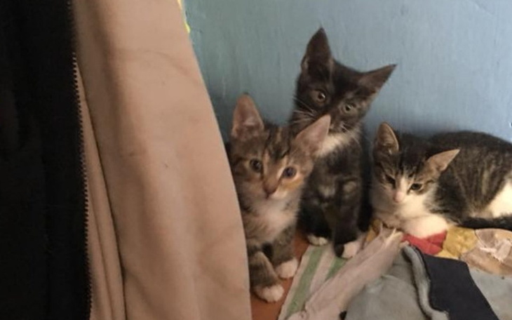 Zbiórka Sześcioro kociąt już nie żyje - zdjęcie główne