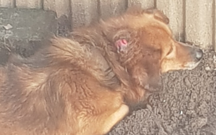 Zbiórka Na pomoc Rexowi... - zdjęcie główne