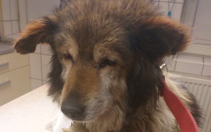 Zbiórka Pomóż pomagać bezdomniakom - zdjęcie główne