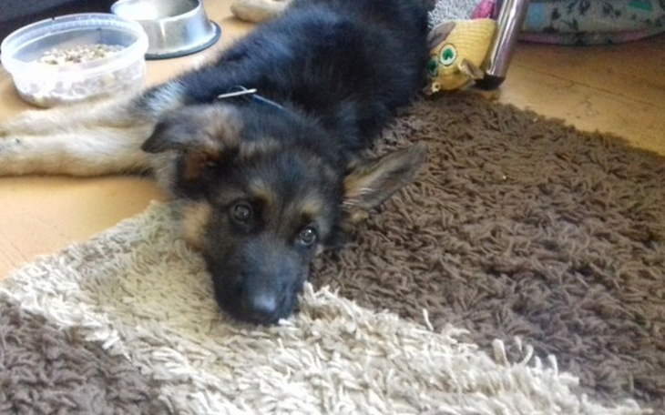 Zbiórka Pomóż Figo - zdjęcie główne