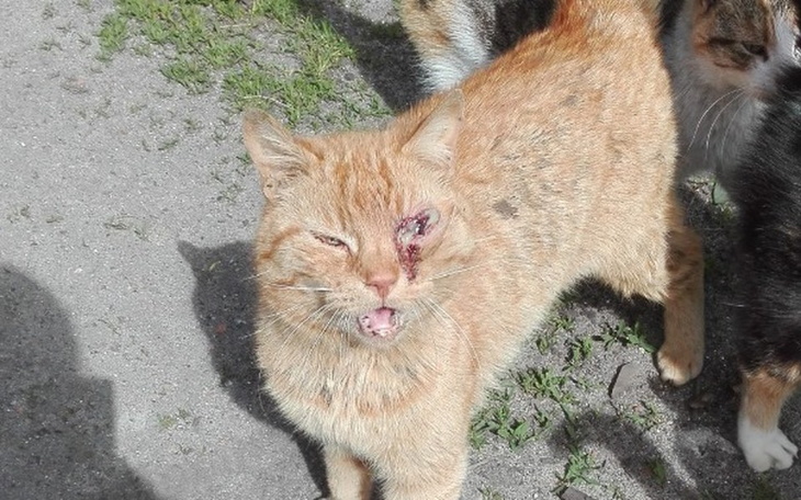 Zbiórka KOCI ARMAGEDON - pomóż w walce! - zdjęcie główne