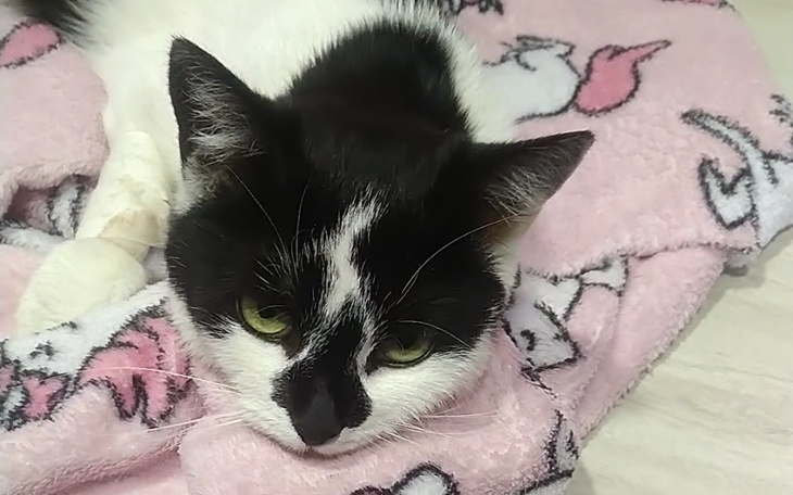 Czarnobiały kot leżący na różowym kocyku, z wyrazem smutku.
