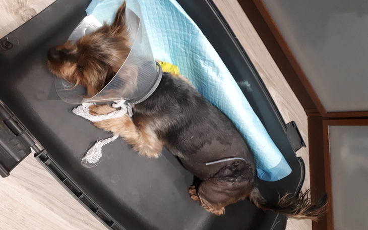 Zbiórka Ratujemy Yogiego - zdjęcie główne