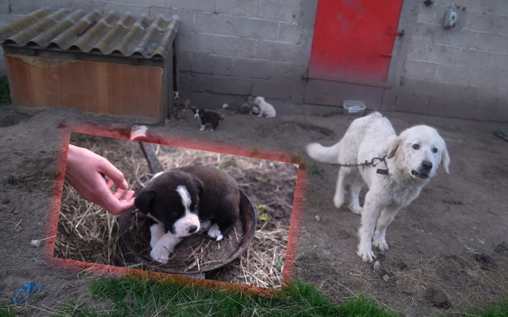 Zbiórka Szkielet psa umierał z głodu - zdjęcie główne