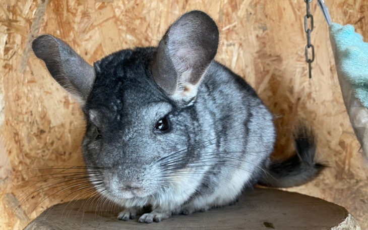 Chinchilla siedzi na drewnianym podłożu.