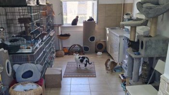 Zbiórka Czynsz koci szpital 2026 - miniaturka zdjęcia