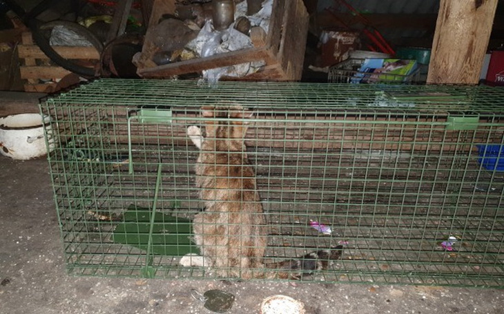 Zbiórka Kotki zamknięte na strychu - zdjęcie główne