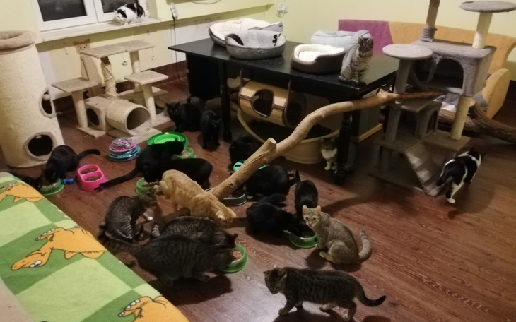 Zbiórka Kiermasz na Kocie Łakocie 9 - zdjęcie główne