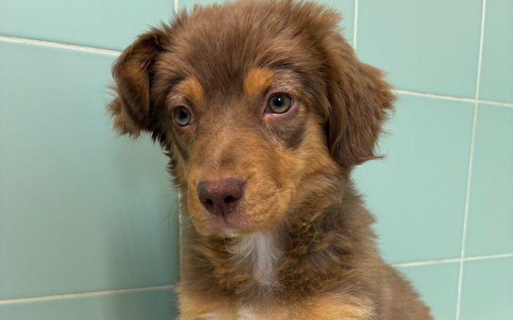 Słodki szczeniak o brązowej sierści, patrzący w obiektyw.