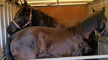 Zbiórka Dwa czarne nieszczęścia z wyroki - miniaturka zdjęcia