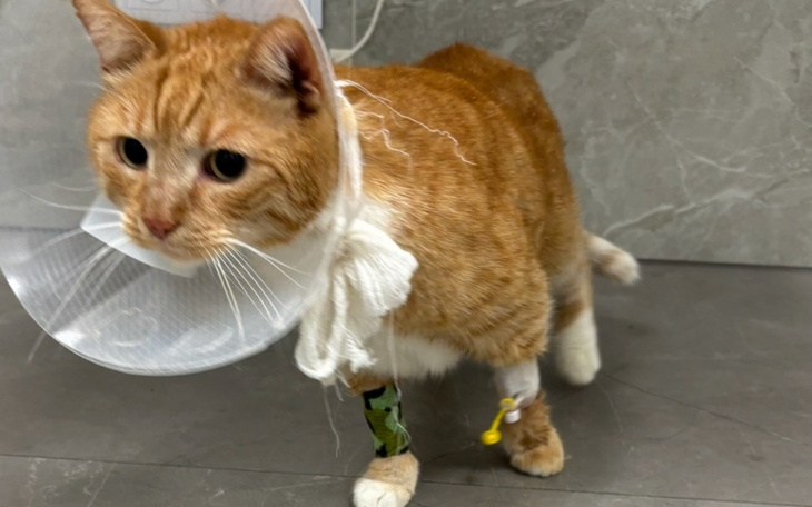 Kot w obroży po operacji, z opatrunkami na łapach.