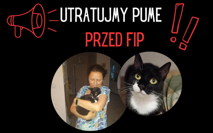 Zbiórka Uratujmy Pumę przed FIP - zdjęcie główne