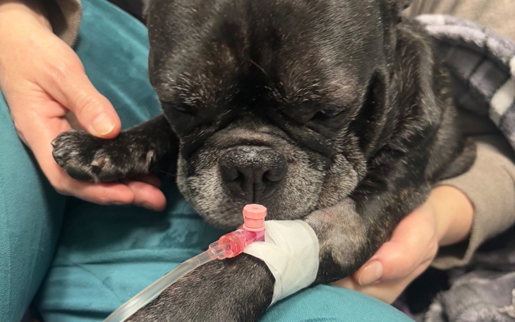 Pies z kroplówką, otrzymujący pomoc weterynaryjną.