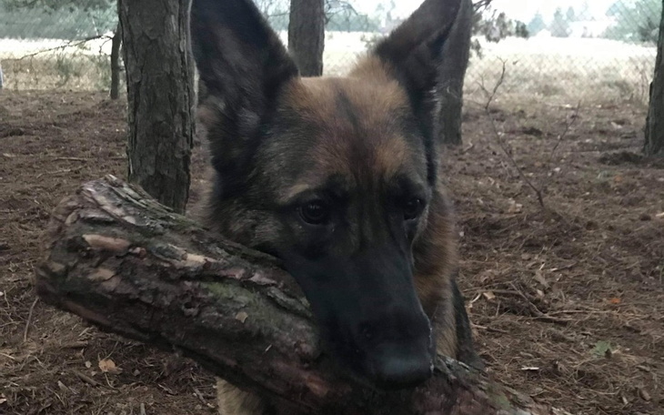 Zbiórka Dwa wózki inwalidzkie dla psów - zdjęcie główne