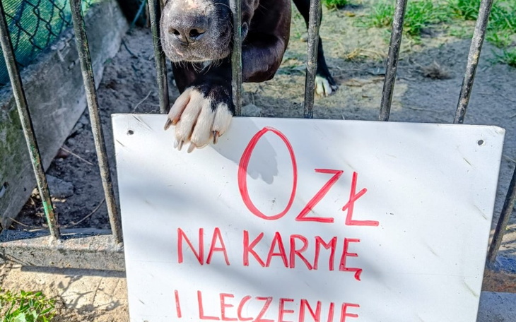 Zbiórka Walka z głodem - zdjęcie główne