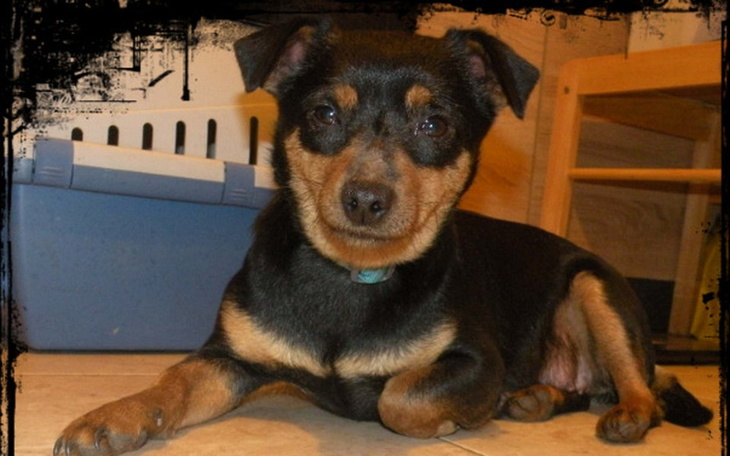 Zbiórka Fundusz pomocy dla bezdomniaków - zdjęcie główne