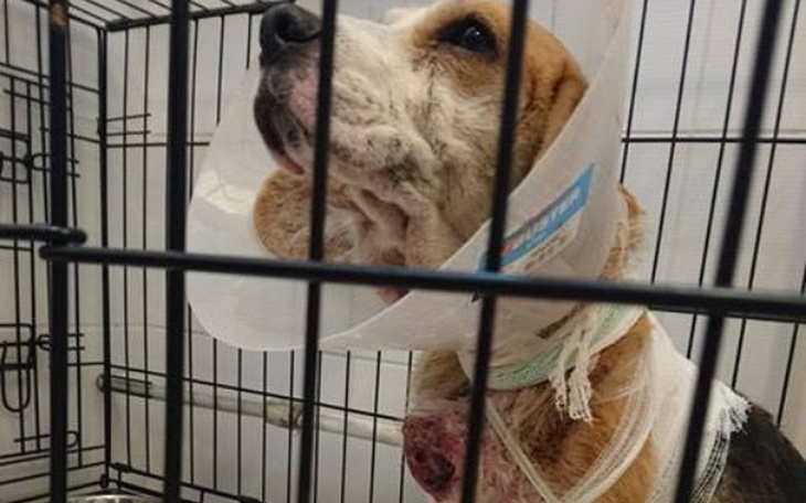 Pies w kołnierzu ochronnym, siedzący w klatce.