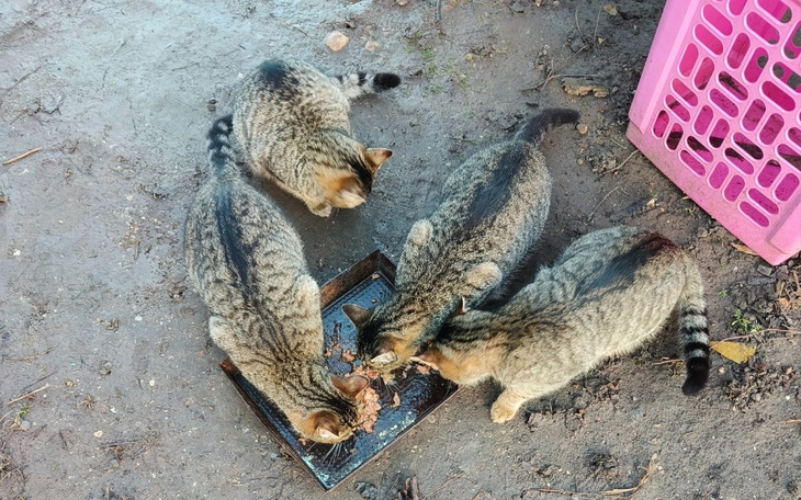 Cztery koty jedzące z miski na ziemi.